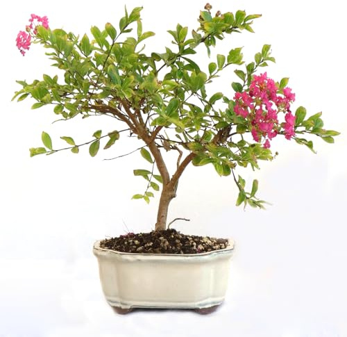 KENTIS - Bonsai di Lagerstroemia Indica Vero - Mirto Crespo - Pianta da Esterno - Balcone Terrazzo Giardino - Vaso in Ceramica 21 cm