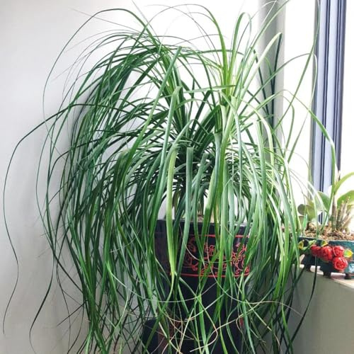 elefantenfuß elefantenfußsamen winterharte kübelpflanzen, wohnzimmer deko, hängepflanze balkon deko gartenpflanzen 15pcs