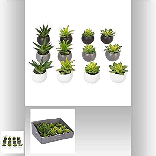 Atmosphera Generico pianta grassa in vaso, 13 cm