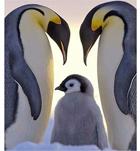 YSCOLOR Dipingere Con I Numeri Per Adulti Su Tela Fai Da Te Set Completo Di Kit Di Pittura A Olio A Colori Assortiti E Accessori Per Pennelli, Pinguino Animale Marino 40X50cm