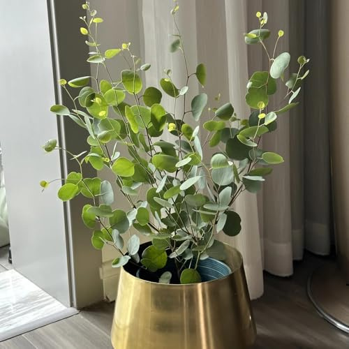 semillas de plantas de eucalipto, regalos para amantes de la jardinería semillas de eucalipto, árbol de eucalipto, árbol bonsái, plantas perennes resistentes de jardín, plantas 200pcs