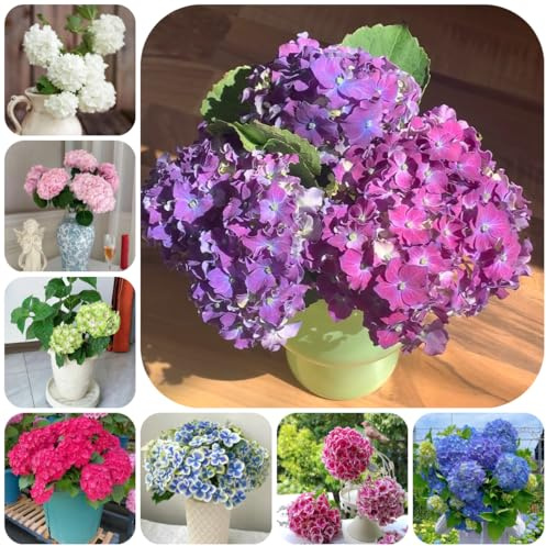 Hortensias, Hortensia - semillas de silvestres de sombra trepadoras, jardín rocas Decoraciones otoñales un jardín resistente interior 200semillas