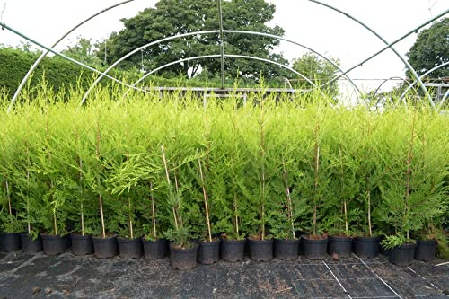 20 X 60-90cms CASTLEWELLAN Gold Hedging CONIFERS Plant 2ltr POTS