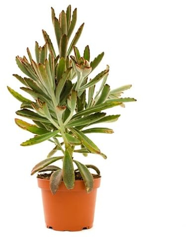 Calanchoe Tomentoso Planta Natural para Casa Kalanchoe Tomentosa