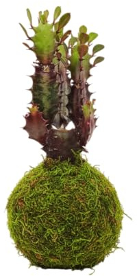 Kokedama Cactus Catedral Euphorbia Trigona Planta Natural Viva DECOALIVE