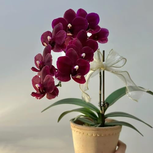 orquídea, orquídeas - phalaenopsis semillas de silvestres de sombra Decoraciones jardines exteriores ornamentales 750semillas