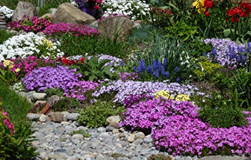 Ground Cover Mixed Seeds - 2000 Seeds in 1 Packet,Fill All Your Bare Areas