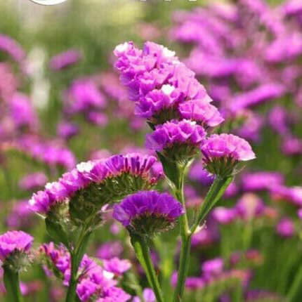 Statice pink Sea Lavender - 100 seeds + Plant tag + Freebie - Limonium sinuatum