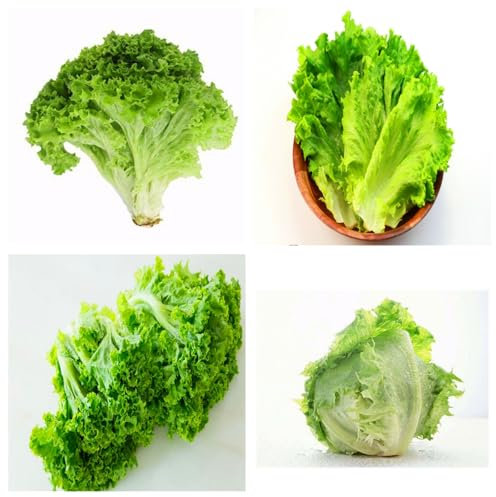 Semillas de lechuga, aptas para siembra en interiores y exteriores, resistentes al frío y al calor, resistentes al espigado-100pcs-E