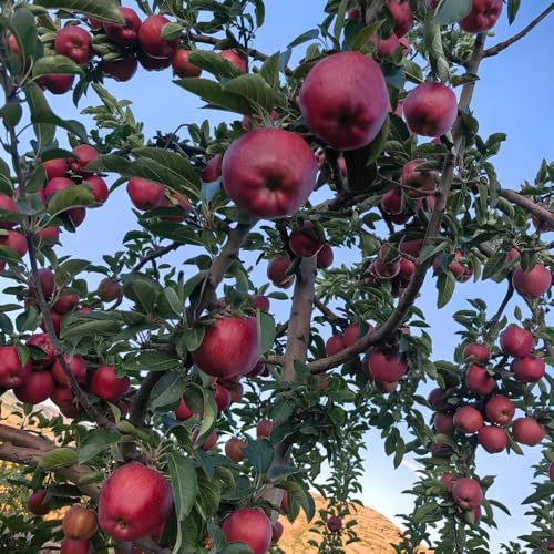 Semi di melo, Malus pumila, regali insoliti da balcone resistenti rustiche per balconi semi di antiche varietà semi di decorazione del giardino 350pcs