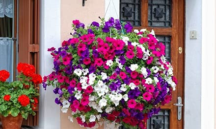 Whin Hill Nurseries 24x Surfinia Trailing Petunia Plants. Four Colours. Flowering tub & Hanging Basket Plug Plants. 6x4 Types.