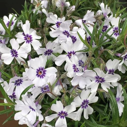 Plant Theory 9cm Pot Phlox Subulata Bavaria Creeping Phlox Alpines Perennial