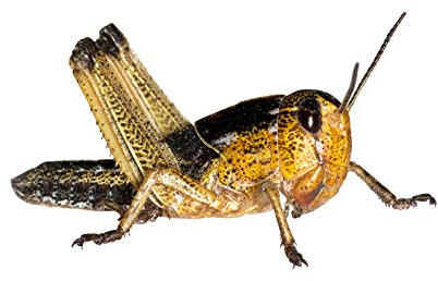 Feeders & More - Heuschrecken - Wanderheuschrecken MITTEL - 50 Stück - Lebendfutter Insekten Wanderheuschrecken - Futter für Reptilien, Bartagamen und Amphibien - Futterinsekten & Haustierfutter