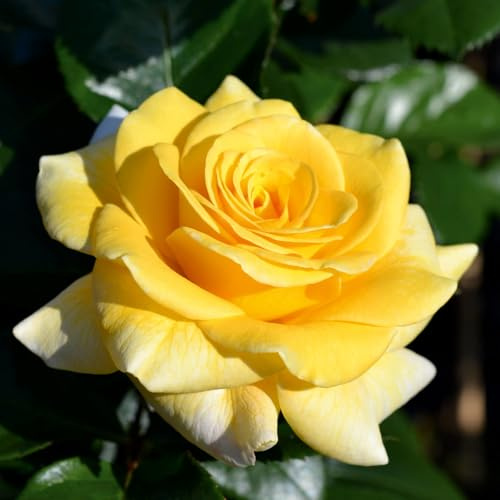 Duftende Edelrose 'Cassini'®, gelb, Topf 5 Liter, 4 Pflanzen