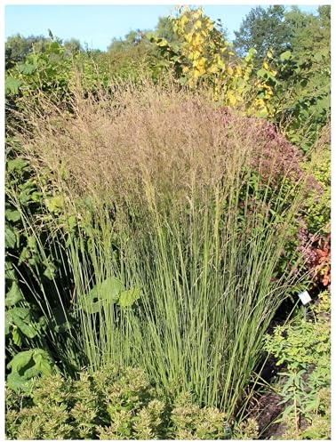 Stauden Gänge 10 x Molinia caerulea 'Heidebraut' Kleines Pfeifengras | Mittelhohes Ziergras für Sonne bis Halbschatten, Blüte August bis Oktober, mehrjährig, 1 L Topf (11x11 cm)