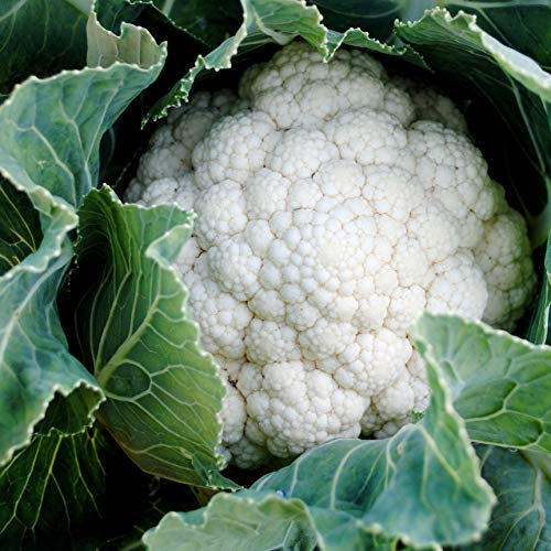Bolly Bulbs® - Cauliflower 'Snowball' (25 Seeds) Award of Garden Merit