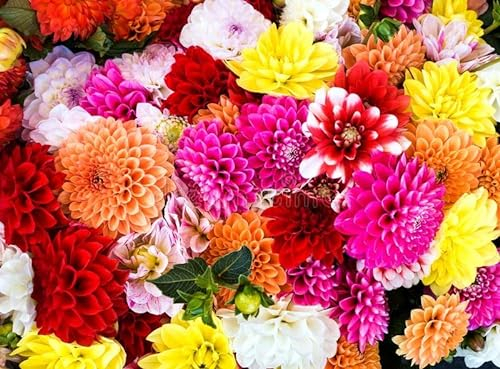 Dahlia - Showtime Mix - Large Double Blooms with Pointed Petals – A Stunning Mix Flower Bulbs for Planting Now X3 Bulbs