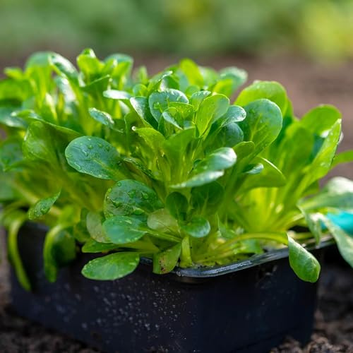 QAUZUY GARDEN 1000pcs Corn Salad Seeds, Heirloom & Non-GMO Green Vegetable Lamb’s Lettuce Mache Great Gardening Gift Fast Growing Outdoor Garden Planting