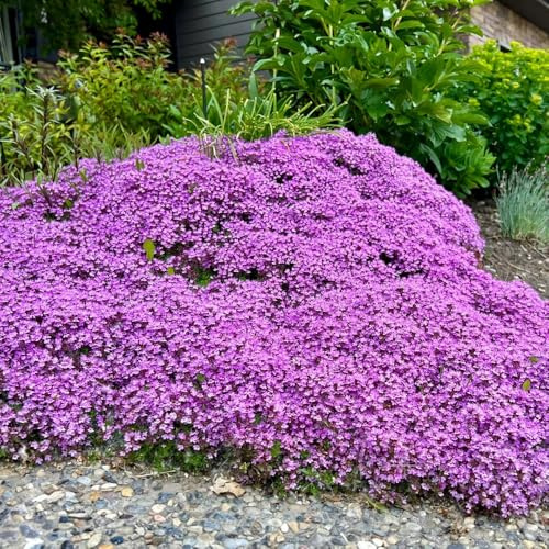 thymian bodendecker - hochbeet winterhart alte sorten 800samen