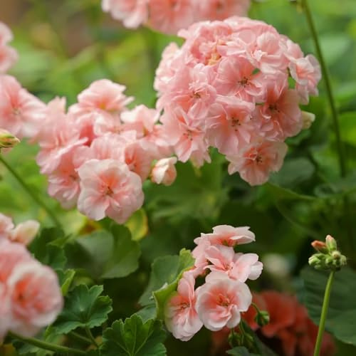 semi di geranio, arredamento del soggiorno per giardinieri da balcone vecchie varietà organico semi di serre da balcone d'appartamento copertura del terreno 900pcs