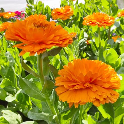 semi di calendula - ombra semi di selvatici tappezzanti resistenti al freddo per balcone balcone in vaso selvatici 100semi