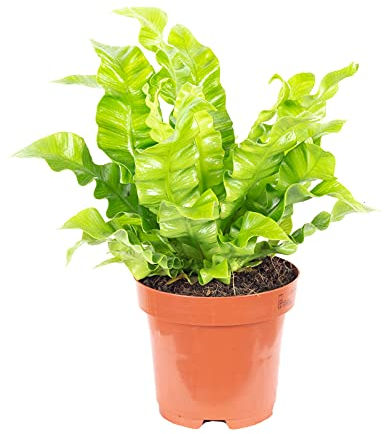 Nestfarn - pflegeleichte Zimmerpflanze, Asplenium nidus 'Crispy Wave' - Höhe ca. 25 cm, Topf-Ø 12 cm