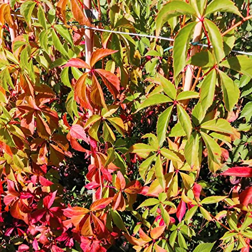 Vite Canadese, 2 piante alte 60-80 cm, vaso 8, Vite americana, Parthenocissus quinquefolia