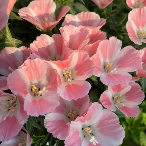 Semillas de azalea de verano, de balcón semillas de para lugares soleados semillas de pradera de mariposas decoración de sala de estar 30pcs