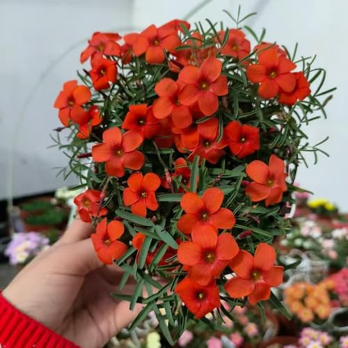 oxalis, triangularis - giardino di primaverili da regalare decorazione soggiorno da, copertura del terreno, resistente, 10bulbi