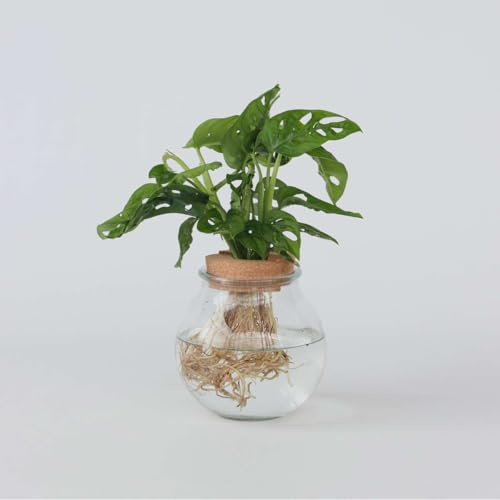 Monstera 'Monkey Mask' - Hydroponique - 25-35cm - Ø20cm - Plante d'intérieur - Vert persistant