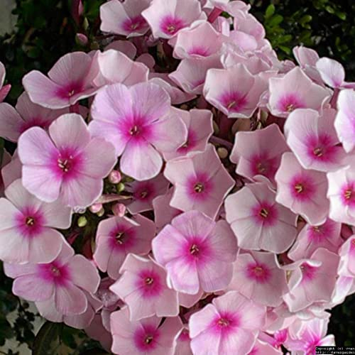 6 x Hohe Flammenblume 'Bright Eyes' - Phlox Paniculata 'Bright Eyes' Topf 9x9cm: Auffällige Blüten mit strahlenden Augen