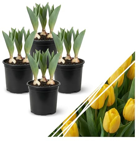 Live Flowering Tulip (4 Per Pack) - Yellow, Beautiful Spring Bulbs, Ships Dormant in 1 Pint Pot, Blooms in 2-3 Weeks