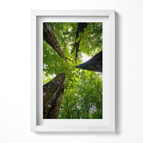 Gerahmtes Bild 20x30 cm Bild mit MDF-Rahmen MDF Passepartout Holzrahmen für Schlafzimmer, Wohnzimmer, Küche, Flure Gerahmte Lichtechte Wandbild - Grüne Laubbäume