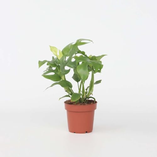 Rhaphidophora Tetrasperma - Monstera Minima - 20-30cm - Ø12cm - Zimmerpflanze - Immergrün