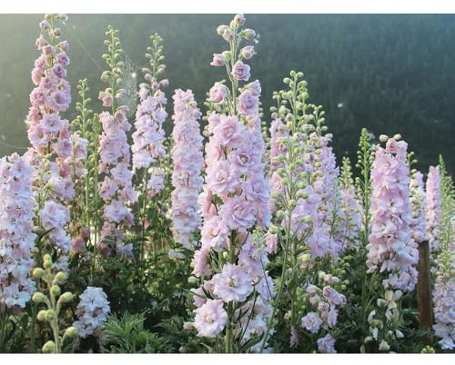 Semi di Delphinium-in vaso resistenti all'esterno da giardino decorative per luoghi soleggiati semi di decorazione davanzale 300pcs