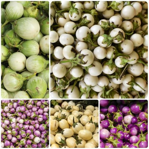 balcone di semi di melanzana - giardino esotiche selvatiche 50pcs
