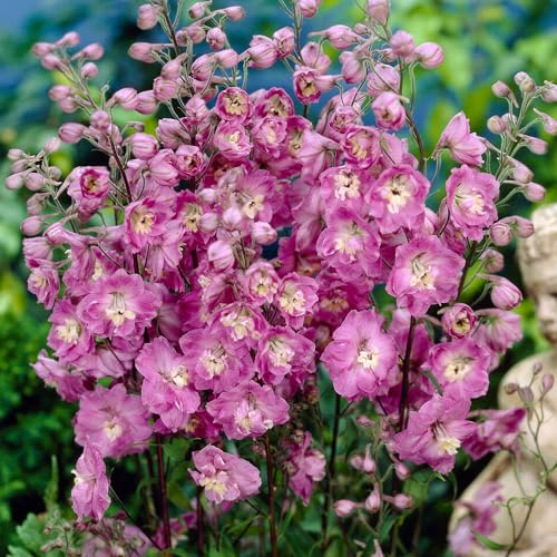Delphinium Strawberry Fair - Planta de exterior alta y resistente