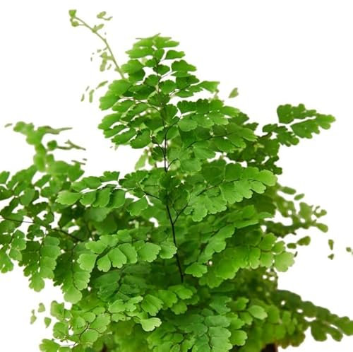 Helecho Adiantum | DECOALIVE | Planta de Interior Natural | Helecho Delta o Helecho Cabello de Venus