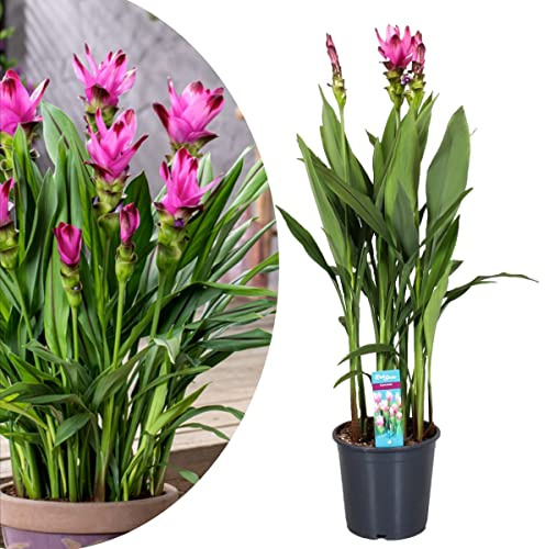 Cúrcuma PREMIUM Planta de Interior con Flor Espectacular