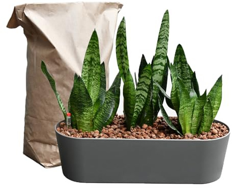 Sansevieria Bogenhanf - pflegeleichte Zimmerpflanzen - Sukkulenten frisch aus der Gärtnerei - Hydrokultur Set Sideboard Anthrazit - Höhe 25-30 cm - inkl. Gefäß, Blähton & Dünger - Green Me Up