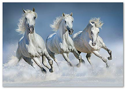 Tulup Leinwandbild - Wandkunst - Drucke auf Leinwand - Leinwanddruck -100x70 cm - Tiere - Weiß - Pferde im Galopp