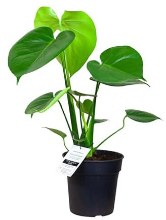 Monstera Deliciosa Natural en Maceta También Llamada Planta Esqueleto | Planta Viva de Interior