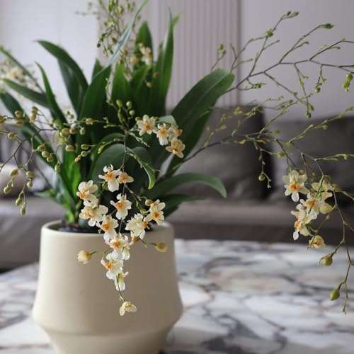 Semi di orchidea Oncidium, giardino di Oncidium hybridum, vecchie varietà decorazione del soggiorno regali per gli amanti del giardino semi esotici serre 30pcs