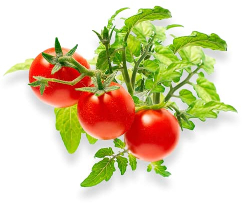 Mircro Tom Tomatoe - Complete Seed Pod Plugs with Plant Food - 10 Pods for Click and Grow, Lettuce Grow, Hyrdoponic Gardens, and Outdoor Gardens