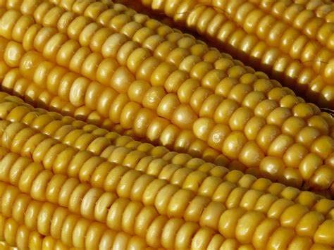 Trucker's Favorite Yellow Dent Corn seeds for planting 80 seeds Heirloom Non GMO Garden Vegetable bulk Survival Hominy