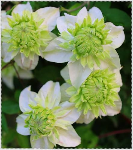 Mehrjährige Kräftige Rhizome, Clematis Rhizome, Winterhart Clematis, Hervorragende gärtnerische Ausstellung-4 Rhizome-H