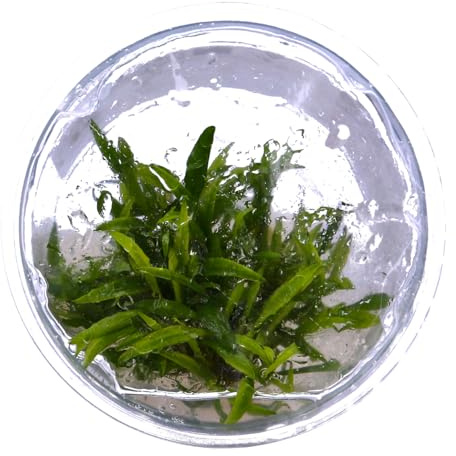 Tropica 1-2-GROW! Cryptocoryne crispatula - - In-Vitro Aquariumpflanze