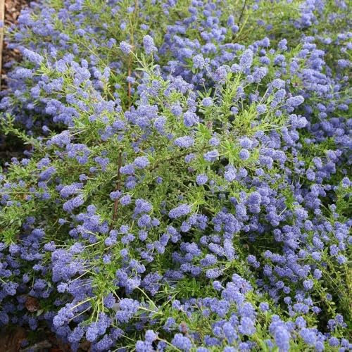 Plant Theory Concha Californian Lilac Ceanothus Shrub Plant 2L Pot