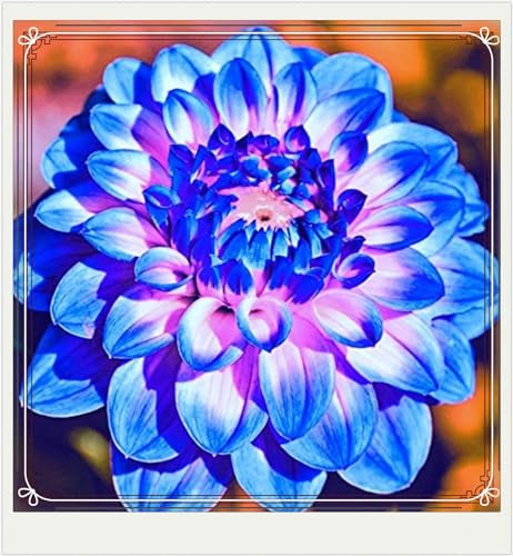 Dahlia Bulbs,Dahlia Tubers(Plant Bulbs,Ornamental Flowers,Hardy Perennial,Wedding Flowers,Garden Flowers)-5bulbs-c