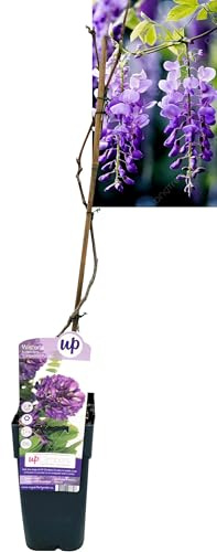POWERS TO FLOWERS - WISTERIA FRUTESCENS LONGWOOD PURPLE, GLICINE VIOLA, ALTEZZA 50CM, pianta vera